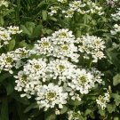 Exclusive 1000 White CANDYTUFT Flower Seeds Rocket 