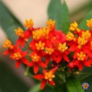 Limited Edition 75 Butterfly Milkweed Flower Seeds Bloodflower Asclepias Curassavica