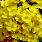 New Arrival 1000 Basket of Gold Alyssum Flower Seeds Aurinia Saxatilis