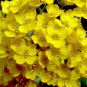 New Arrival 1000 Basket of Gold Alyssum Flower Seeds Aurinia Saxatilis