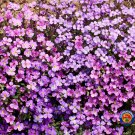 Exclusive 5,000 PURPLE ROCKCRESS Aubrieta Deltoidea Flower Seeds Ground Cover