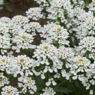 Premium 1oz White CANDYTUFT Flower Seeds Rocket 