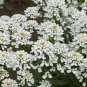 Premium 1oz White CANDYTUFT Flower Seeds Rocket 