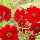 Best-Selling 1oz Red Dwarf Plains Coreopsis Tinctoria Wildflower Flower Seeds (100,000 Seeds)