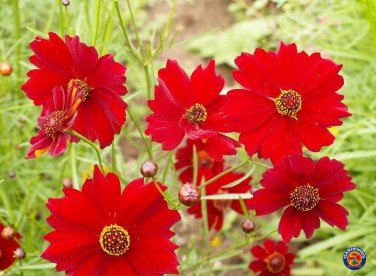 Best-Selling 1oz Red Dwarf Plains Coreopsis Tinctoria Wildflower Flower Seeds (100,000 Seeds)