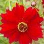 Best-Selling 1oz Red Dwarf Plains Coreopsis Tinctoria Wildflower Flower Seeds (100,000 Seeds)