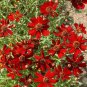 Best-Selling 1oz Red Dwarf Plains Coreopsis Tinctoria Wildflower Flower Seeds (100,000 Seeds)