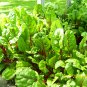 Premium 500 Swiss Chard Seeds Ruby Red Heirloom - Non-GMO - Always Fresh Seeds
