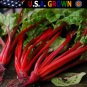 Premium 500 Swiss Chard Seeds Ruby Red Heirloom - Non-GMO - Always Fresh Seeds