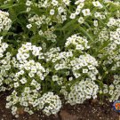 Top-Quality 1000 WHITE SWEET ALYSSUM Carpet Of Snow Flower Seeds