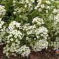 Top-Quality 1000 WHITE SWEET ALYSSUM Carpet Of Snow Flower Seeds
