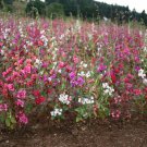 Premium Clarkia Flower Seeds unguiculata Garland Mountain Mix