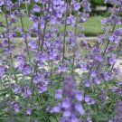 Limited Edition Catnip Seeds Nepeta Cataria Puurfect Garden Treat 4 Your Cat 1000 SEEDS