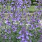 Limited Edition Catnip Seeds Nepeta Cataria Puurfect Garden Treat 4 Your Cat 1000 SEEDS