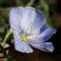 Premium 1oz BLUE FLAX (Prairie Flax, Lewis Blue Flax) Linum Perenne Lewisii Flower Seeds