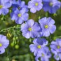 Exclusive 500 BLUE FLAX (Prairie Flax, Lewis Blue Flax) Linum Perenne Lewisii Flower Seeds