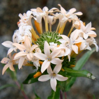 Premium 200 Phlox Large Flowered Collomia grandiflora Flower Seeds
