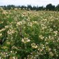 Premium 200 Phlox Large Flowered Collomia grandiflora Flower Seeds