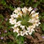 Premium 200 Phlox Large Flowered Collomia grandiflora Flower Seeds