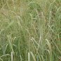 Premium 1000 Switchgrass Switch Grass Seeds 