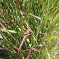 Premium 1000 Switchgrass Switch Grass Seeds 