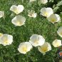 Top-Quality 1oz WHITE CALIFORNIA POPPY Eschscholzia Californica White Linen Flower Seeds