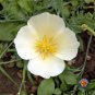 Top-Quality 1oz WHITE CALIFORNIA POPPY Eschscholzia Californica White Linen Flower Seeds