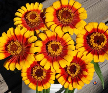 New Arrival 250 Zinnia Elegans 