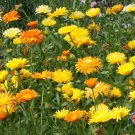 Limited Edition 75 Calendula Pacific Beauty Mix Marigold Flower Seeds officinalis