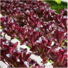 Limited Edition 1oz Rouge de Hiver Romaine Lettuce Seeds NON-GMO Always Fresh Approx 20,000 Seed