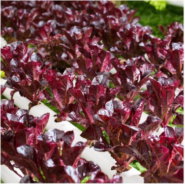 Limited Edition 1oz Rouge de Hiver Romaine Lettuce Seeds NON-GMO Always Fresh Approx 20,000 Seed