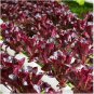 Limited Edition 1oz Rouge de Hiver Romaine Lettuce Seeds NON-GMO Always Fresh Approx 20,000 Seed
