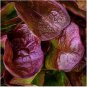 Limited Edition 1oz Rouge de Hiver Romaine Lettuce Seeds NON-GMO Always Fresh Approx 20,000 Seed