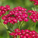 Exclusive Red Yarrow Achillea millefolium rubra Flower Herb Seeds