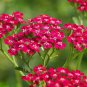 Exclusive Red Yarrow Achillea millefolium rubra Flower Herb Seeds