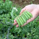 Exclusive 100 Early Frosty Pea Seeds Heirloom - Non-GMO - Always Fresh Seeds!