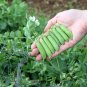 Exclusive 100 Early Frosty Pea Seeds Heirloom - Non-GMO - Always Fresh Seeds!