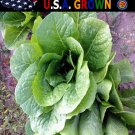 Exclusive 2000 Romaine Lettuce Seeds Parris Island Cos - Non-GMO - Always Fresh Seeds!