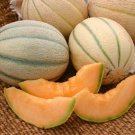Limited Edition 100 Honey Rock Melon Seeds Organic Cantaloupe Muskmelon Heirloom