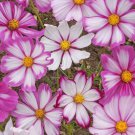 Best-Selling 1oz Cosmos Flower Seeds Candy Stripe Wildflowers (Approx 4500 Seeds)