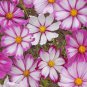 Best-Selling 1oz Cosmos Flower Seeds Candy Stripe Wildflowers (Approx 4500 Seeds)
