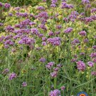 Limited Edition Purpletop VERVAIN Flower Seeds VERBENA Bonariensis
