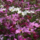 Exclusive 1000 Cosmos Flower Seeds Bipinnatus Sensation Mix