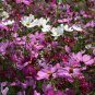 Exclusive 1000 Cosmos Flower Seeds Bipinnatus Sensation Mix