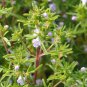 Exclusive 1000 Summer Savory Herb Seeds, Chubrica - Non-GMO - Always Fresh Seeds!