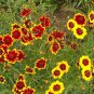 New Arrival 3000 Coreopsis Flower Seeds tinctoria Dwarf Plains Wildflower