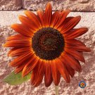 Best-Selling 100 Sunflower 
