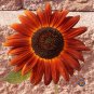 Best-Selling 100 Sunflower 