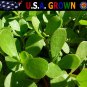 Premium 10,000 GREEN PURSLANE SEEDS Healthy Herb Portulaca Oleracea - Non-GMO