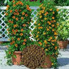 Best-Selling 100 Black Eyed Susan Vine Seeds Thunbergia Alata Flower